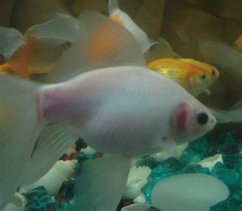 Pink goldfish. Things To Know About Pink goldfish. 